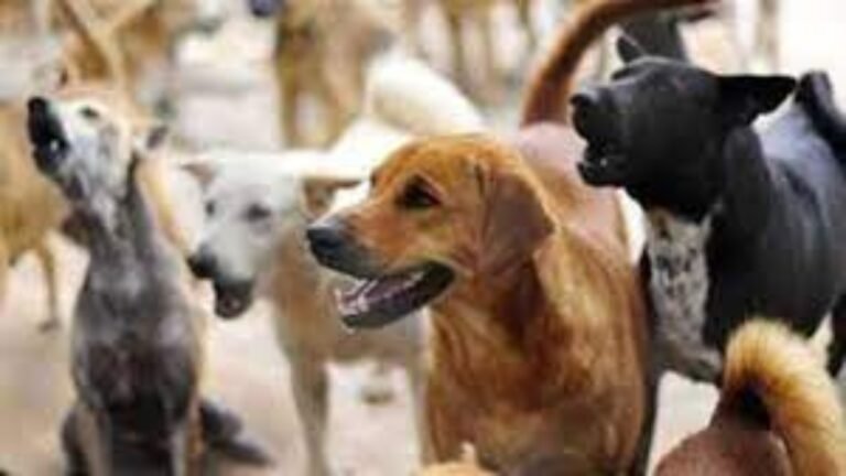 DOGS-bite-case