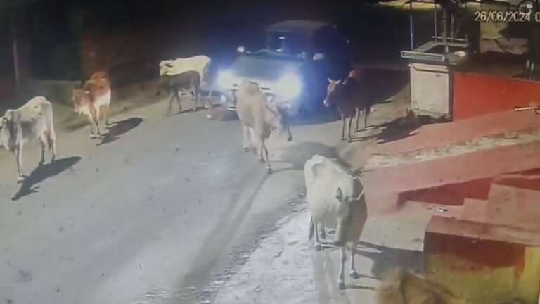 CG NEWS: गाय के बछड़े को कार से कुचलकर मारा , गुस्साए गौरक्षकों ने की उचित कार्रवाई की मांग